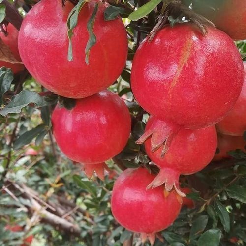 Fresh Red Pomegranate Fruits