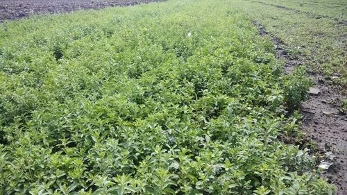 Organic Green Stevia Plants