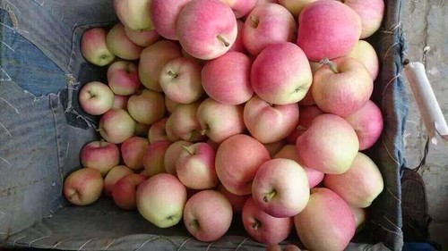 प्राकृतिक और ताज़ा गाला ऐप्पल