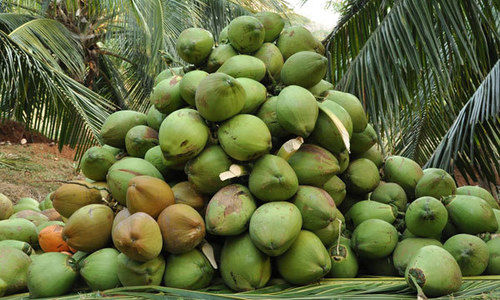  ताजा और कोमल नारियल
