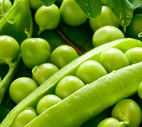 100% Fresh Green Peas
