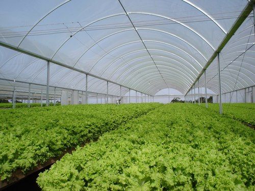 3-layer Greenhouse Plastic Film With Anti-uv, Anti-fog, Ir