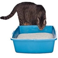 Cat Litter Bentonite Granual