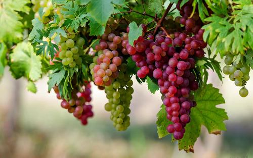 Fresh Red And Green Grapes