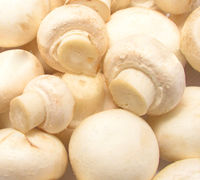 100% Fresh White Mushroom