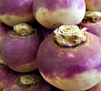 High Nutritional Fresh Turnip