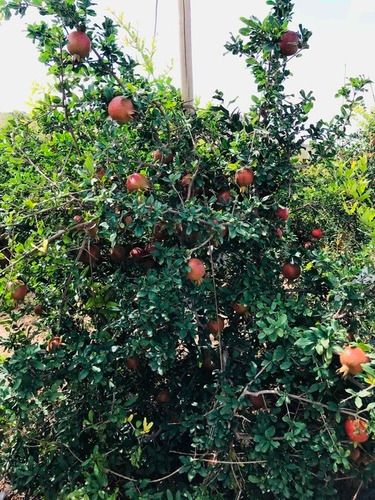 Fresh Organic Red Pomegranate