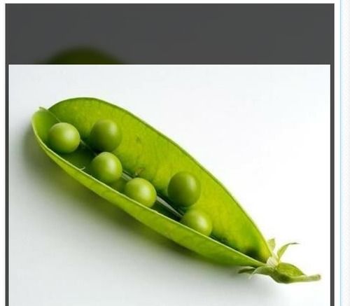 Green Pea Seeds - Premium Quality High Germination Rate, Versatile Nutritional Benefits