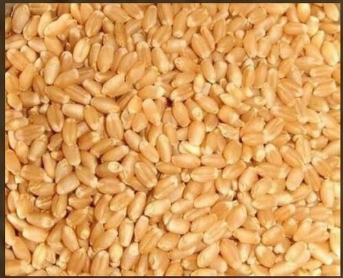 High Yield Wheat Seeds