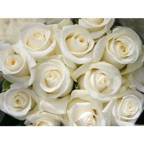 Beautiful White Rose Flower
