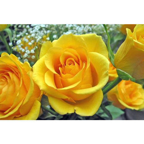 Best Quality Yellow Rose Flower