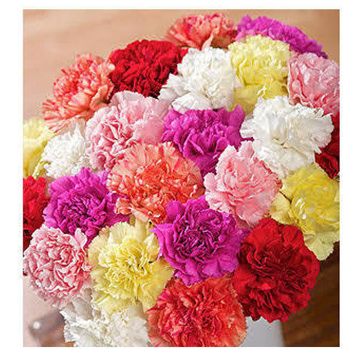 Various Mixed Color Carnation Flowers