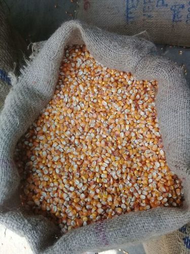 Organic Fresh Yellow Maize