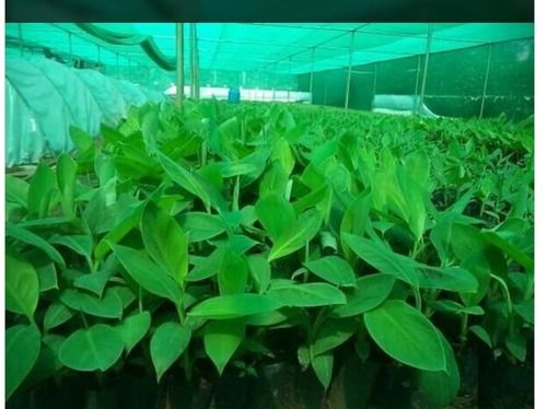 Tissue Culture G9 Banana Plant - Premium Quality, Easy Maintenance | High Yield, Disease Resistance, Cost-Effective