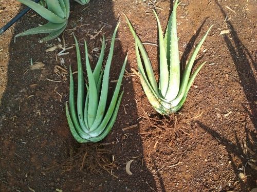 Natural Organic Aloe Vera Plant