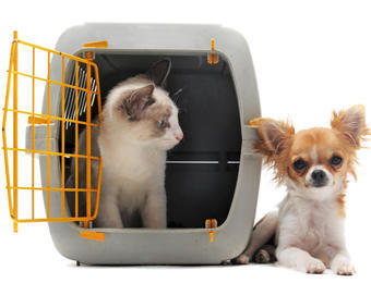 Domestic Pet Relocation Service By Maple Logistics Pvt. Ltd.