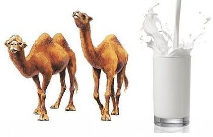 Fresh And High Protein Camel Milk