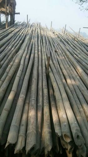 Assam And Balaghat Desi Hard Bamboo