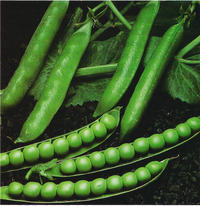 Fresh Green Organic Peas