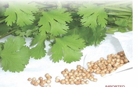 Fresh Taste Coriander Seeds