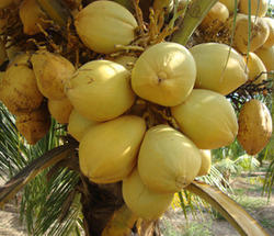 Farm Fresh Yellow Tender Coconut
