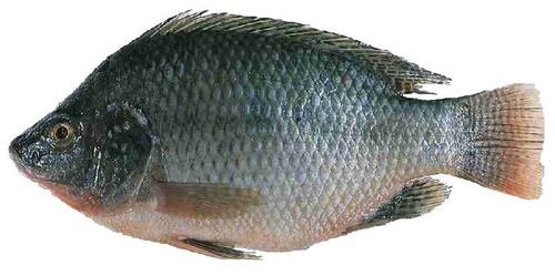 Best Price Tilapia Fish
