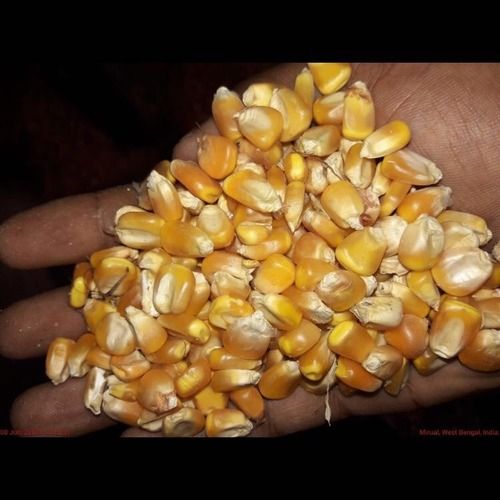 Stainless Steel Fresh Dried Organic Maize