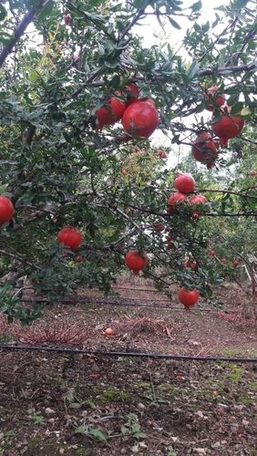 Export Quality Fresh Pomegranate