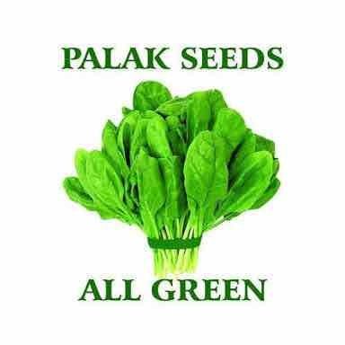 Palak All Green Seeds