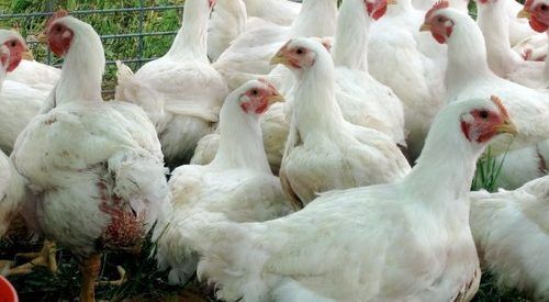 Growing Broiler Chicken