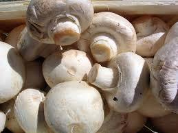 100% Fresh Button Mushroom