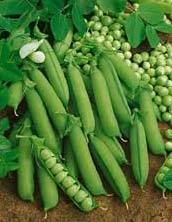 Farm Fresh Green Peas
