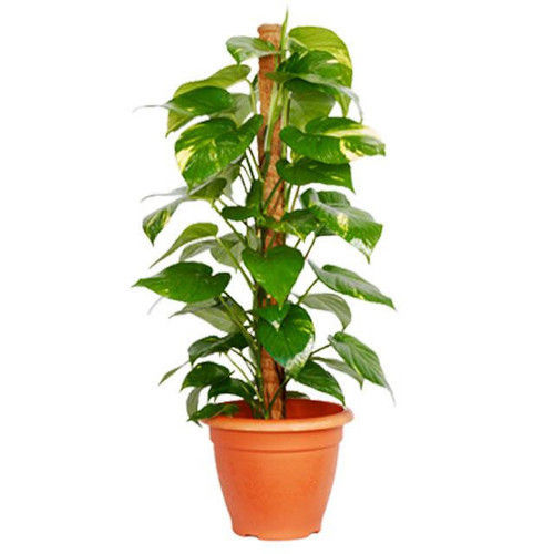 Green Money Plant