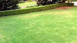 Light Green Lawn Grass 