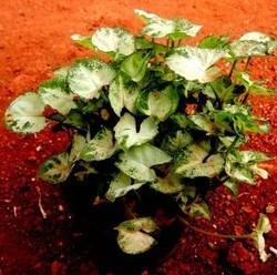 Arrowhead Syngonium Plant