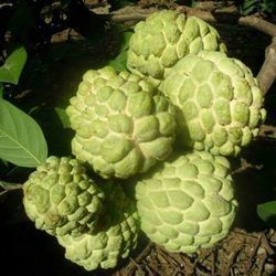 Custard Apple Plant