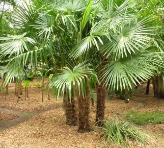 Decorative Palm Plant