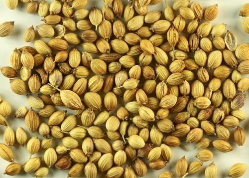 Healthy And nutritious Green Coriander Seed