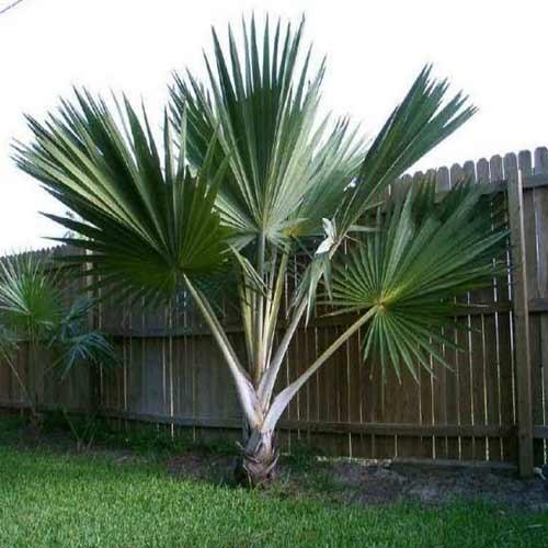 Latania Palms Tree