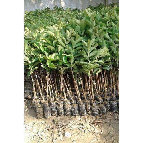 Low Price Guava Plant
