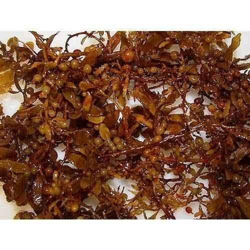 Sargassum Seaweed For Plants