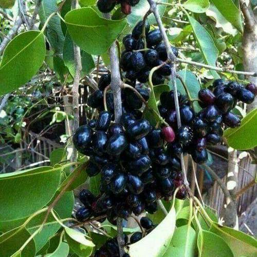 Thai Jamun Plant