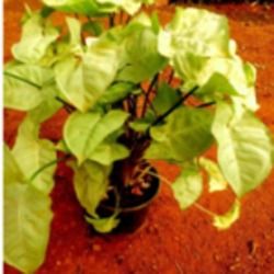 White Butterfly Syngonium Plant
