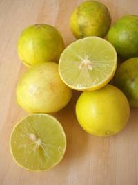 Fresh Citrus Limonum