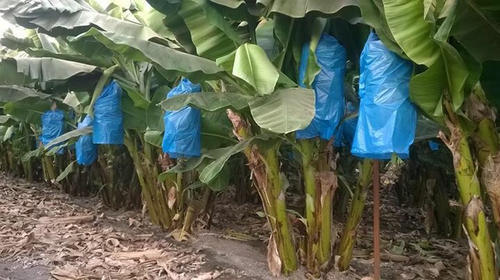 Banana Plant Farming Service By VITRO PLANT