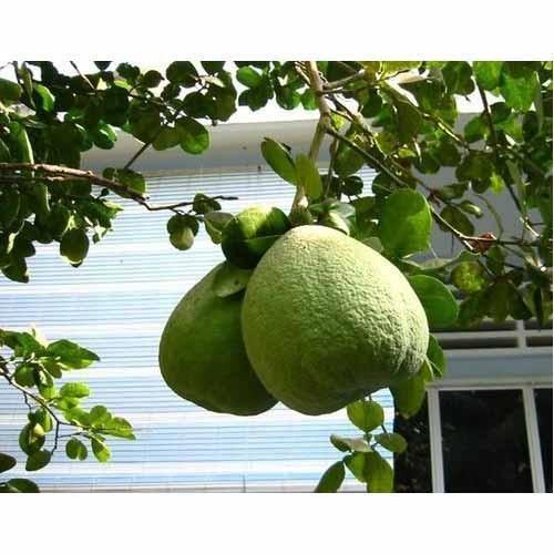 Best Growth Guava Tree