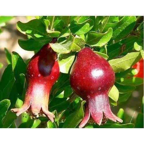 Best Growth Pomegranate Plant