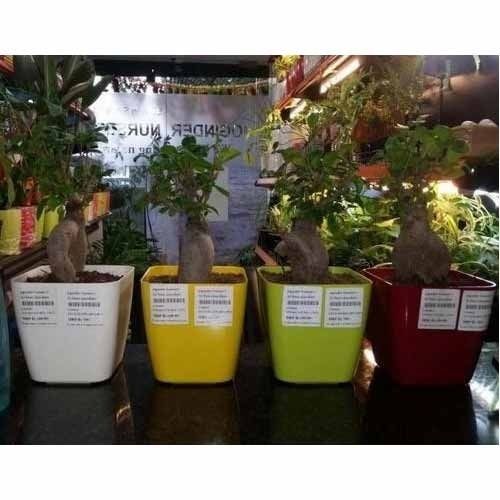 Best Price Bonsai Plant