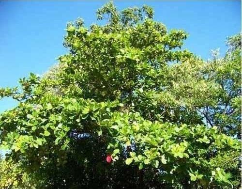 Best Price Gular Tree