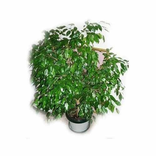 Ficus Benjamina Tree